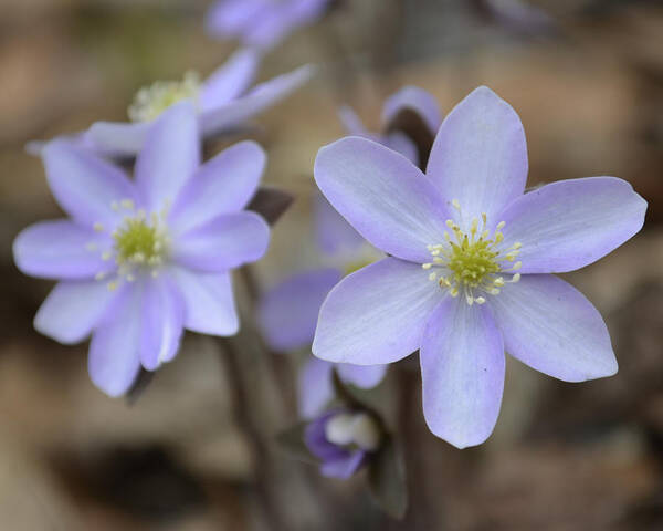 Rue Anemone Art Print featuring the photograph Rue Anemone Shades of Purple by Forest Floor Photography