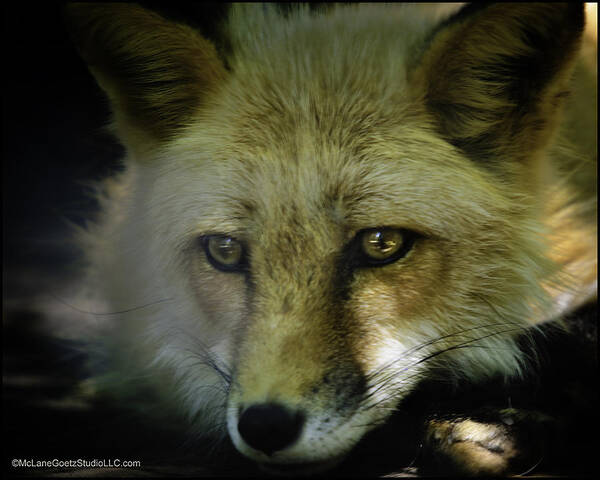 Fox Art Print featuring the photograph Sad red fox missed his prey by LeeAnn McLaneGoetz McLaneGoetzStudioLLCcom