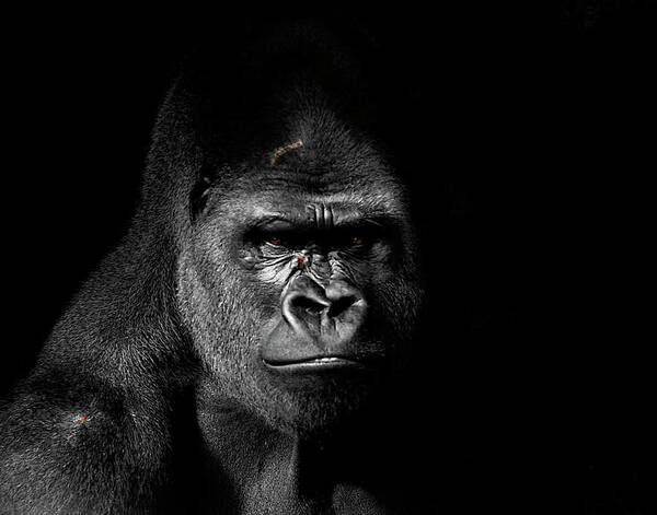 Gorilla Photograph Art Print featuring the photograph Scarface by Jim Garrison