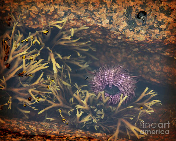 Sea Urchin Art Print featuring the photograph Sea Urchin by Jemmy Archer