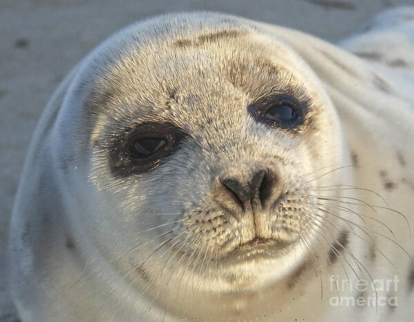 Seal Art Print featuring the photograph Seal Pup by Amazing Jules