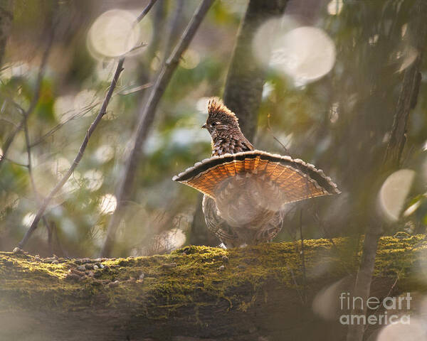 Ruffed Grouse Art Print featuring the photograph September Calendar Ruffed Grouse by Timothy Flanigan