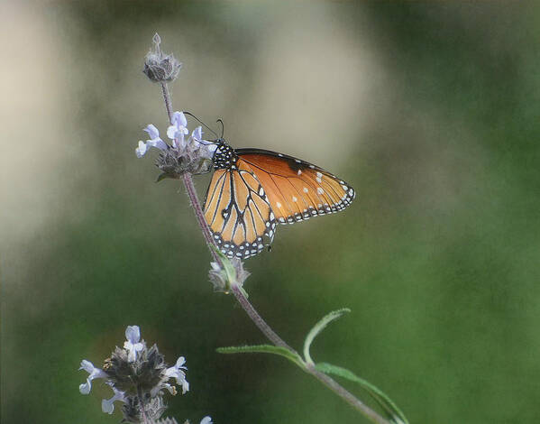 Monarch Butterfly Art Print featuring the photograph Serenity by Fraida Gutovich