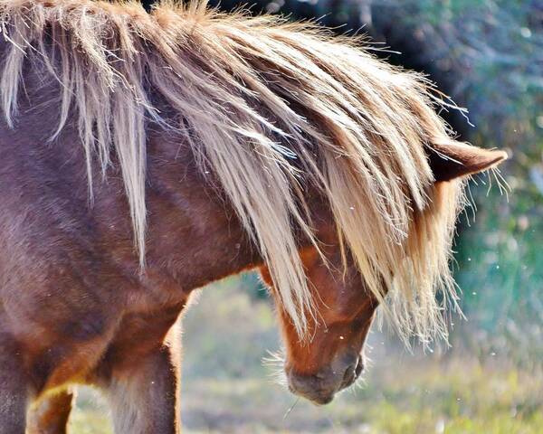 Wild Horse Art Print featuring the photograph She Tossed Her Mane - Wild Pony of Assateague by Kim Bemis