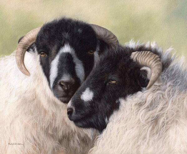 Sheep Art Print featuring the painting Sheep Painting by Rachel Stribbling