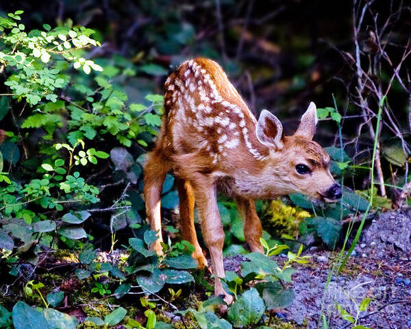Fawn Art Print featuring the photograph Shy Fawn by Chuck Flewelling