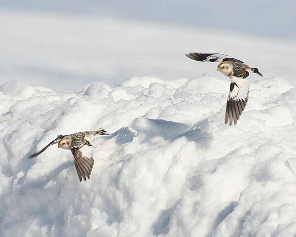 Wildlife Art Print featuring the photograph Snow Buntings in Flight by William Selander