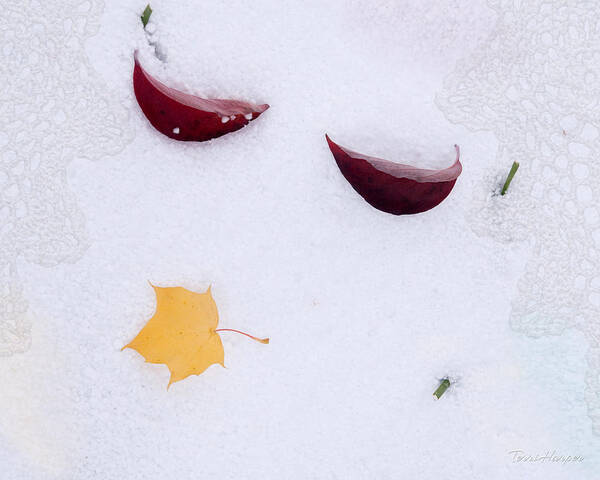 Snow Kissed Art Print featuring the photograph Snow Kissed by Terri Harper