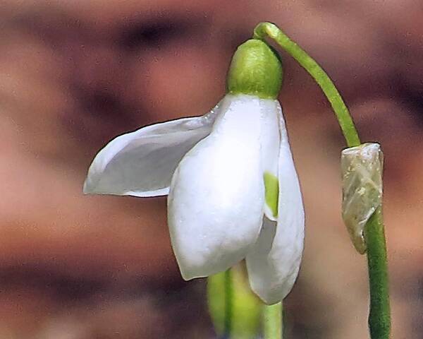 Snowdrop Art Print featuring the photograph Snowdrop by Janice Drew