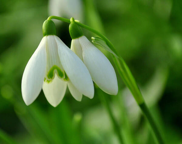 Flower Art Print featuring the photograph Snowdrops by Joe Ormonde