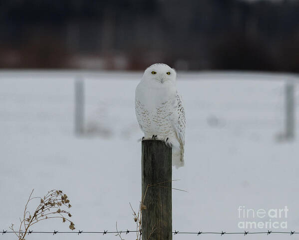 Snowy Owl Art Print featuring the photograph Snowy Owl On The Pole by Linda Rich
