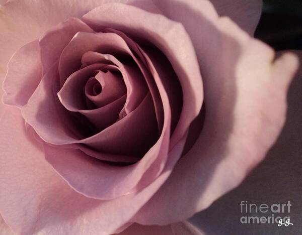 Rose Photography Art Print featuring the photograph Soft Layers by Geri Glavis