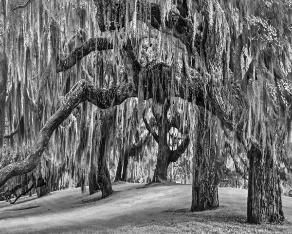 Clouds Art Print featuring the photograph Spanish Moss in Black and White by Debra and Dave Vanderlaan