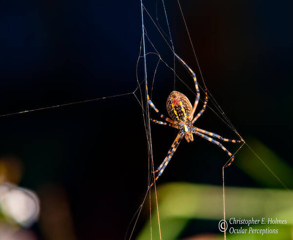 Spider Art Print featuring the photograph Spider by Christopher Holmes