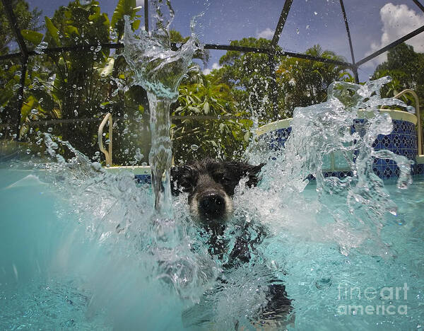 Dog Art Print featuring the photograph Splash down by Quinn Sedam