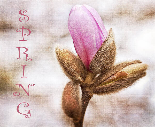 Text Art Print featuring the photograph Spring by Cathy Kovarik