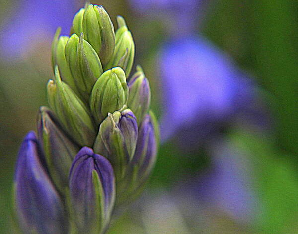 Hyacinth Art Print featuring the photograph Spring Expressions by Suzy Piatt