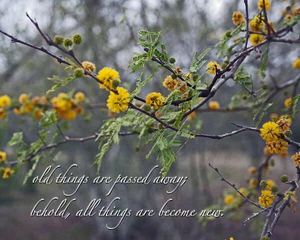 Bible Verse Art Print featuring the photograph Spring Rebirth with verse by Cheri Randolph