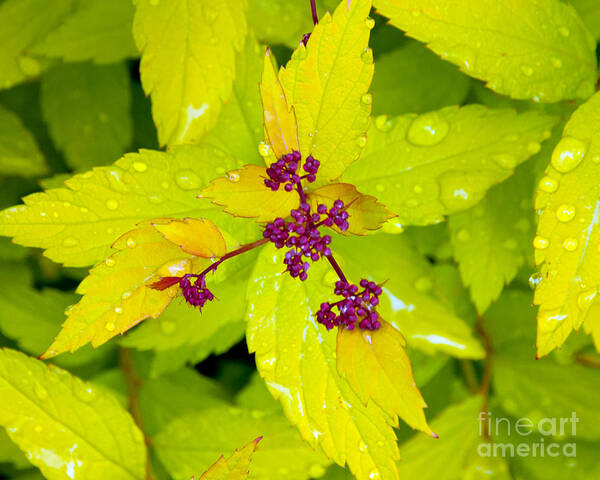 Spirea Art Print featuring the photograph Spring Spirea by Chuck Flewelling