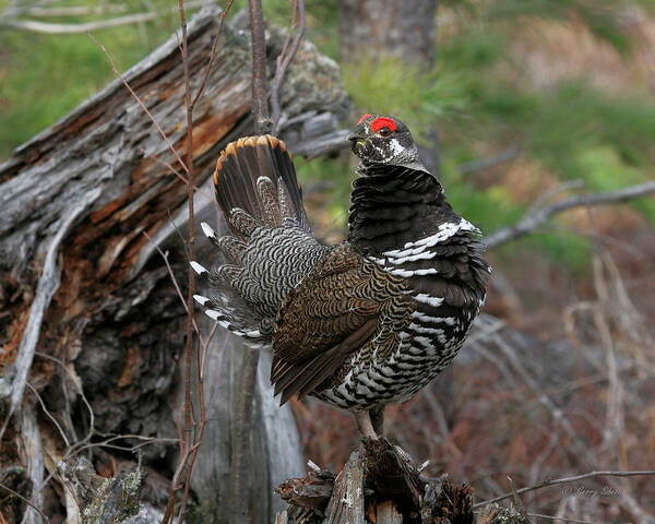 Nature Art Print featuring the photograph Spruce Grouse by Gerry Sibell