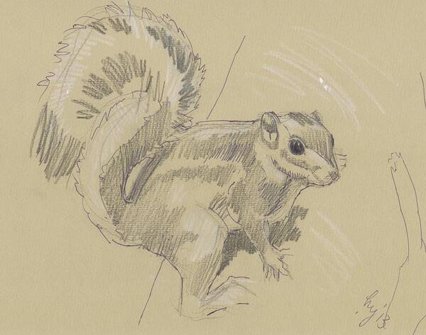 Squirrel Art Print featuring the drawing Squirrel by Mike Jory