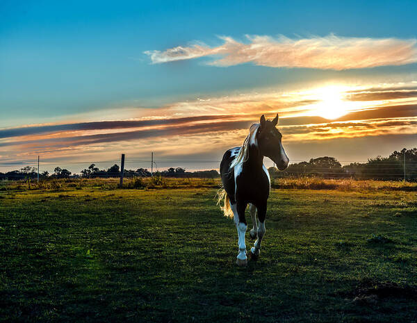 Horse Art Print featuring the photograph Stallion Sunset by Patrick Wolf