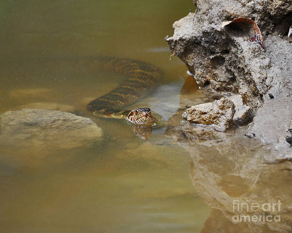 Water Snake Art Print featuring the photograph Stealthy Snake by Al Powell Photography USA