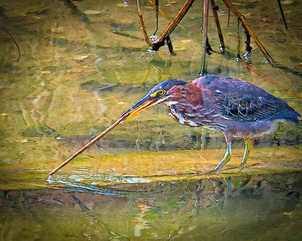 Green Heron Art Print featuring the photograph Stirring The Waters by Sandra Lynn