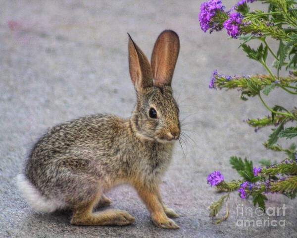 Bunny Art Print featuring the photograph Stop and smell the flowers by Tammy Espino
