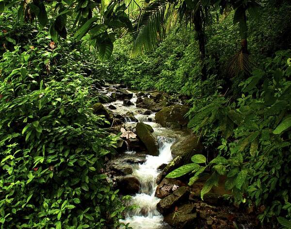 Rain Forest Art Print featuring the photograph Streaming by Kathi Isserman