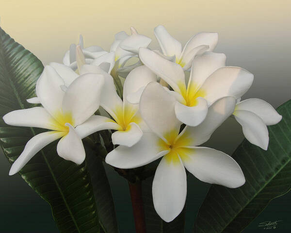 Frangipani Art Print featuring the digital art Sunrise over Frangipani Flowers by M Spadecaller