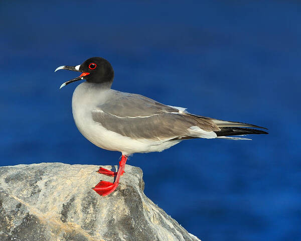 Bird Art Print featuring the photograph Swallow-tailed Gull by Tony Beck