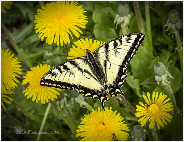 Butterfly Art Print featuring the photograph Swallowtail Butterfly by Fred Denner
