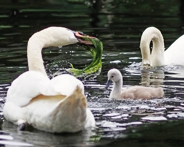 Cygnets Art Print featuring the photograph Swan Family Meal by Rona Black