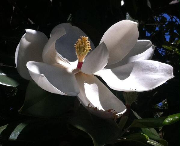 White Flower Art Print featuring the photograph Sweet Magnolia by Gerry High