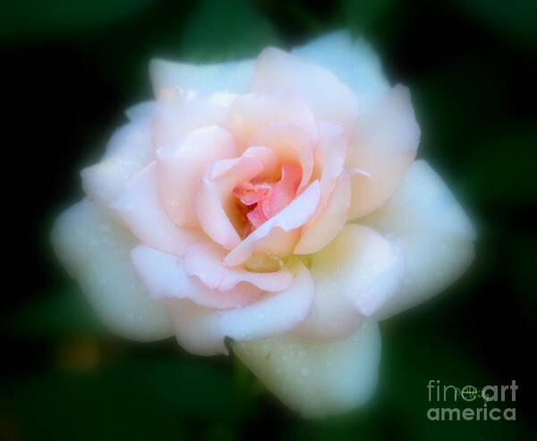 Sweet Rose Art Print featuring the photograph Sweet Rose by Patrick Witz