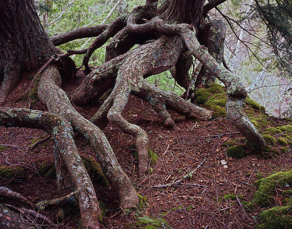 Nature Photography Art Print featuring the photograph Tangled Roots by Tom Daniel