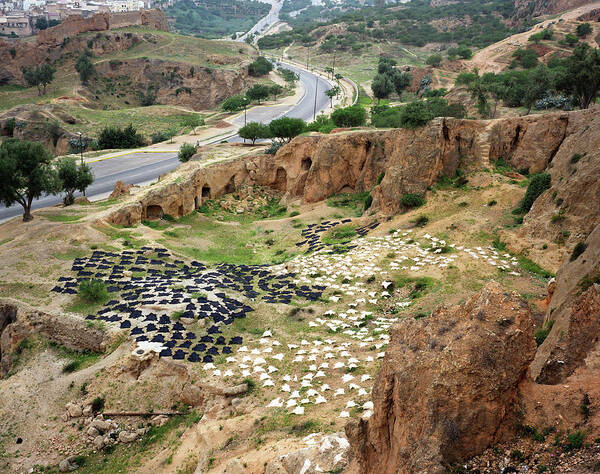 Leather Art Print featuring the photograph Tanned Animal Hides Drying On Hillside by Henglein And Steets