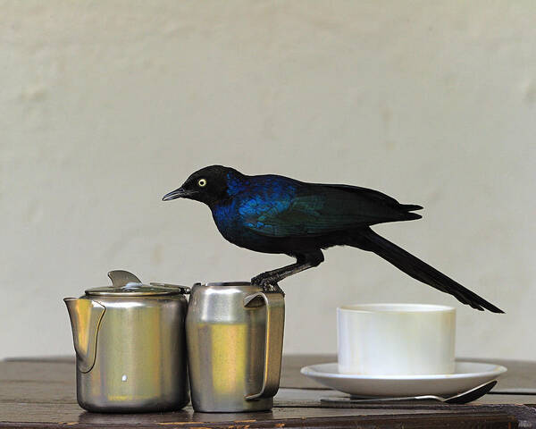 Ruppell's Long-tailed Glossy Starling Art Print featuring the photograph Tea Time in Kenya by Tony Beck