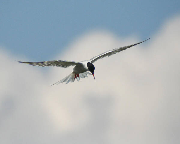 Wildlife Art Print featuring the photograph Tern in Flight by William Selander