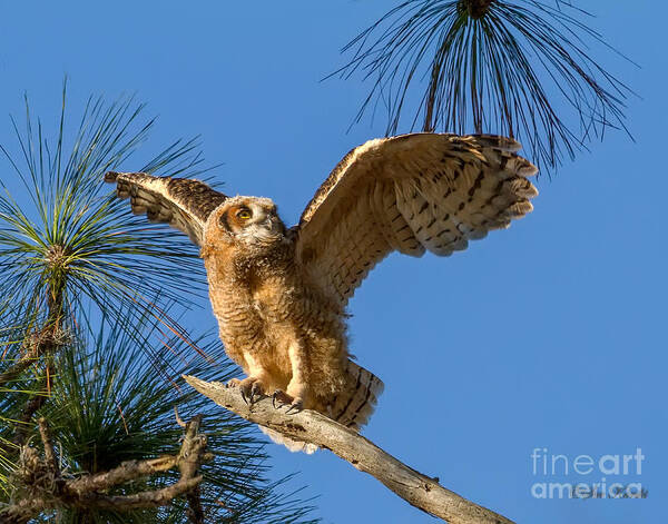 Bradenton Art Print featuring the photograph Testing Wings by Sue Karski