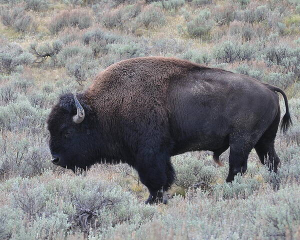 America Bison Art Print featuring the photograph The Bull II by Lisa Holland-Gillem