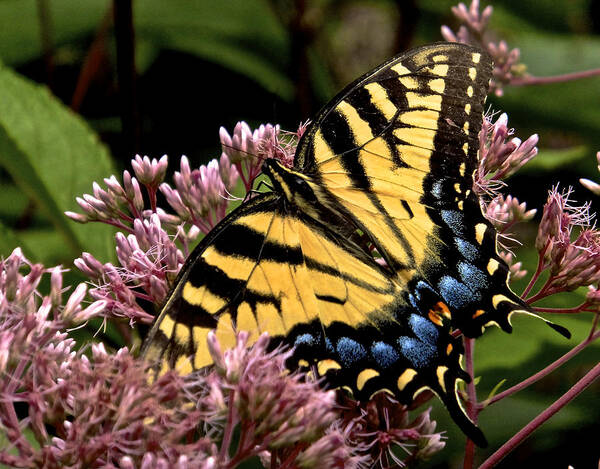 Joe Pye Weed Art Print featuring the photograph Tiger Swallowtail by Kathi Isserman