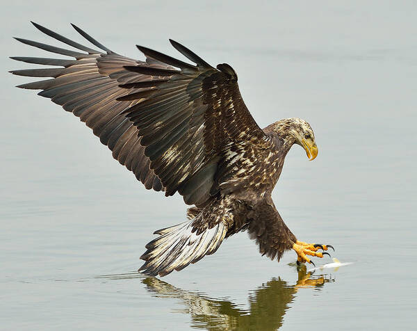 Eagle Art Print featuring the photograph The Grab -- A Young Eagle Hunting by William Jobes