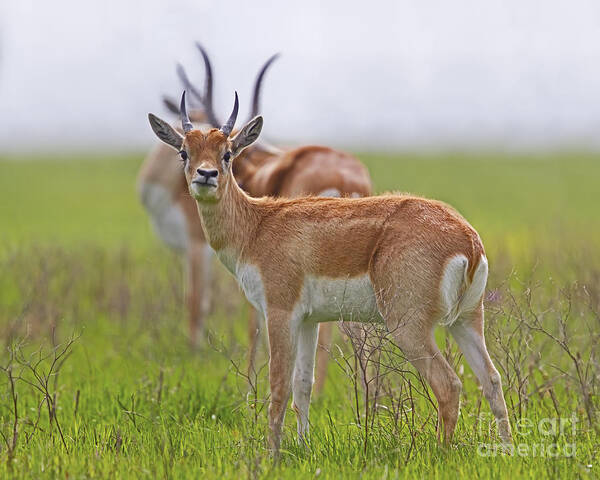 Horns Of A Dilemma Art Print featuring the photograph The Horns of a Dilemma by Gary Holmes