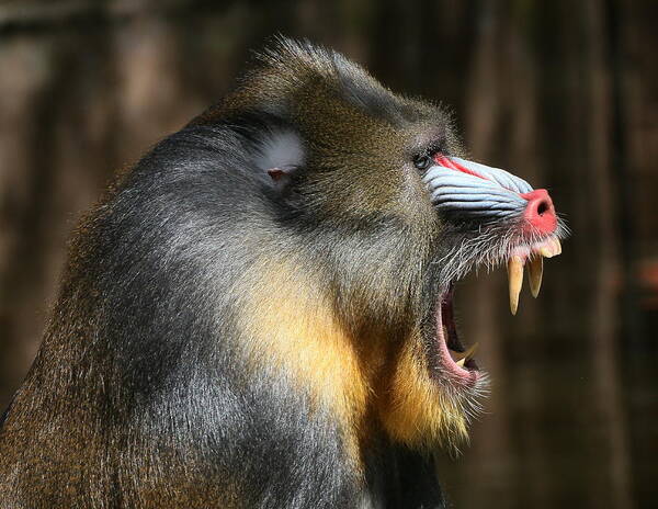 Mature Adult Art Print featuring the photograph The Mandrill Sergeant by Ger Bosma