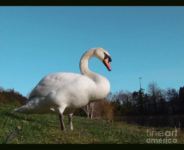 Swan Art Print featuring the photograph The Mute swan by Joe Cashin