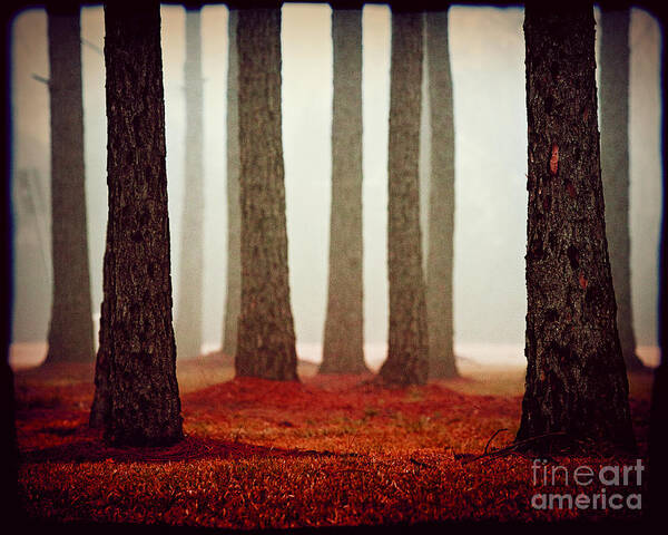 Trees Art Print featuring the photograph The Red Carpet by Katya Horner