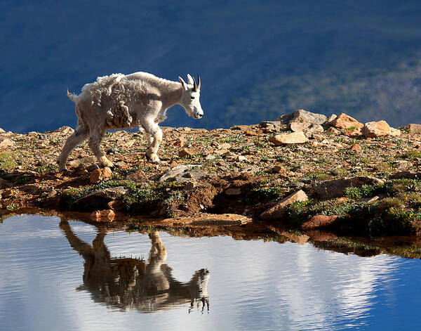 Mountain Goats Art Print featuring the photograph The Walk-About by Jim Garrison