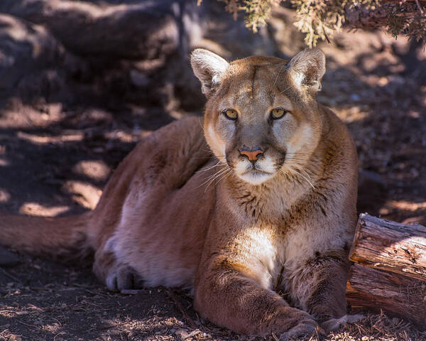 Mountain Lion Art Print featuring the photograph This Mountain is Mine by Janis Knight